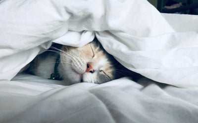 Sleep Aids